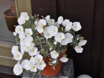 Convolvulus cneorum