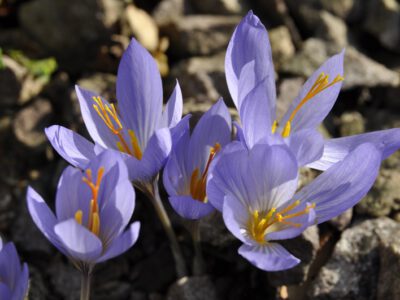 Crocus cancellatus