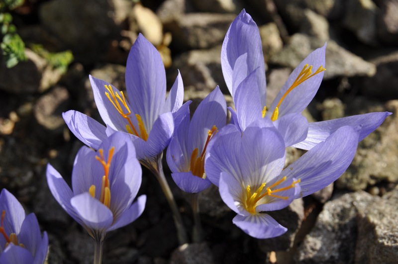 Crocus cancellatus