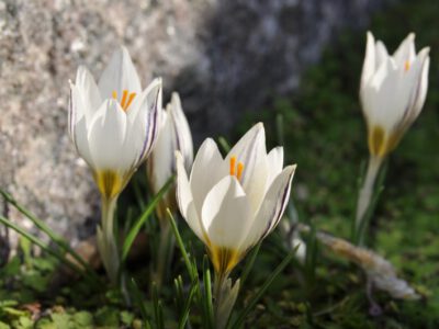 Crocus biflorus ssp melantherus