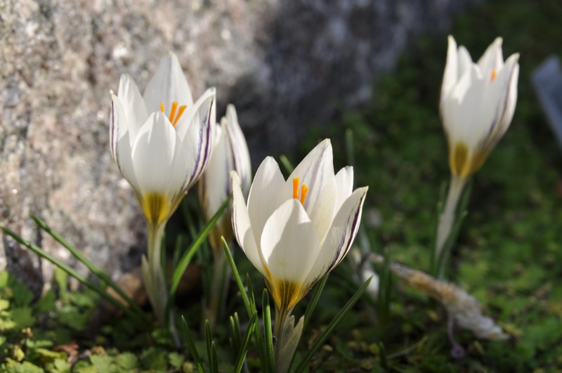 Crocus biflorus ssp melantherus