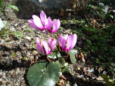 Cyclamen colchicum