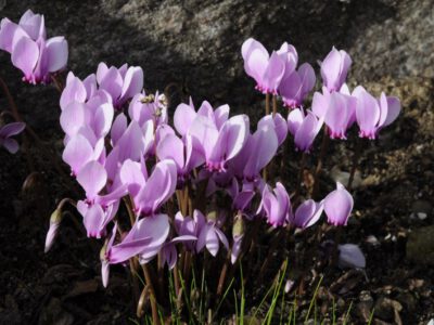 Cyclamen hederifolium