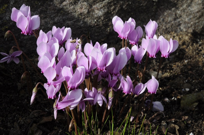 Cyclamen hederifolium