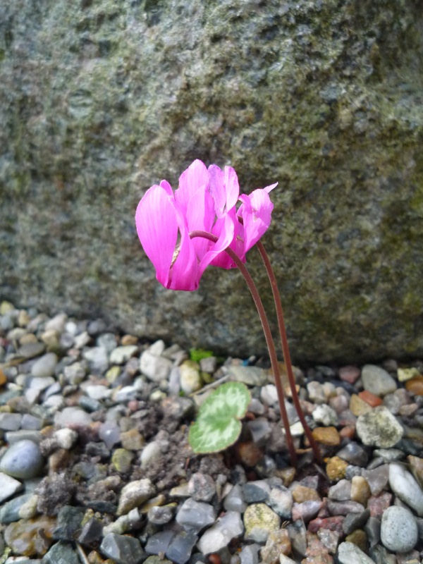 Cyclamen purpurascens 'Garibaldi'