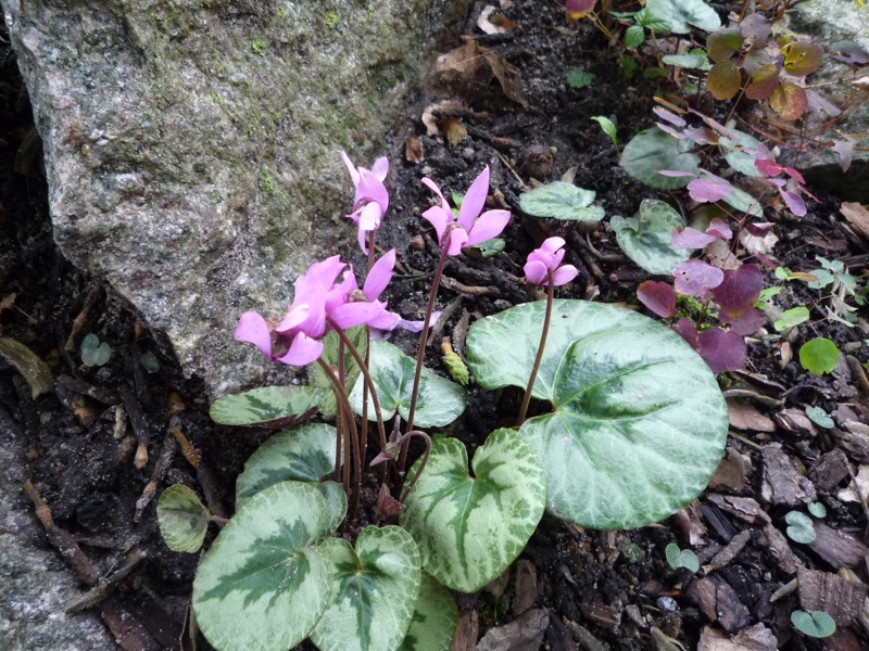 Cyclamen purpurascens silver leaf