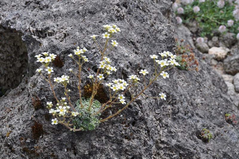 Saxifraga baldensis x paniculata