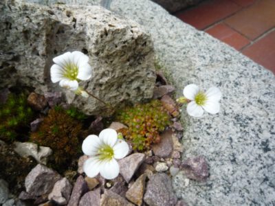 Saxifraga sp Moro-Sj 2120 JP