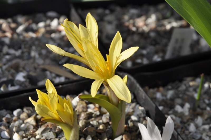 Colchicum luteum x kesselringii 'Jeanne'