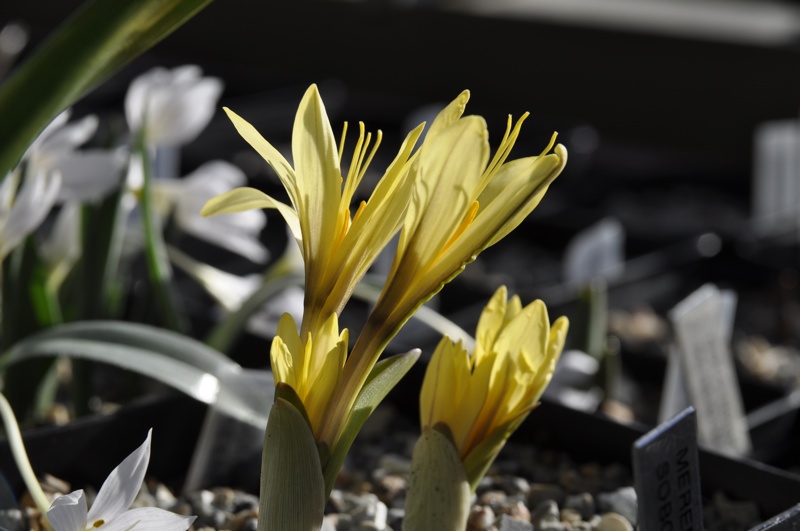 Colchicum luteum x kesselringii 'Jeanne'