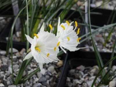 Narcissus cantabricus v eualbidus