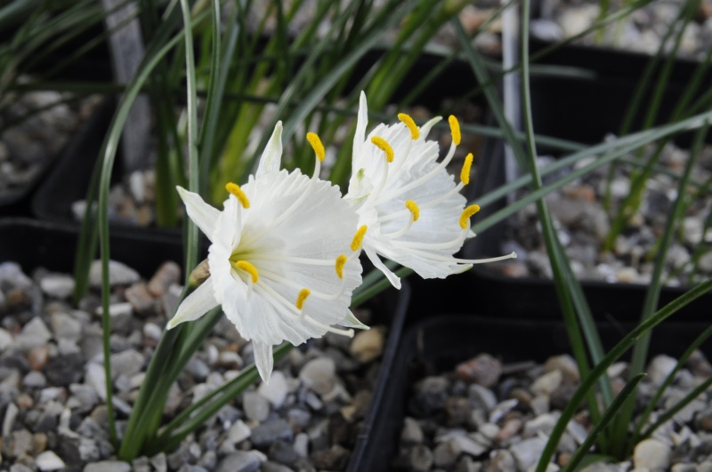 Narcissus cantabricus v eualbidus