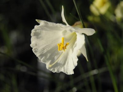 Narcissus romieuxii v zaianicus lutescens x cantabricus SF 161