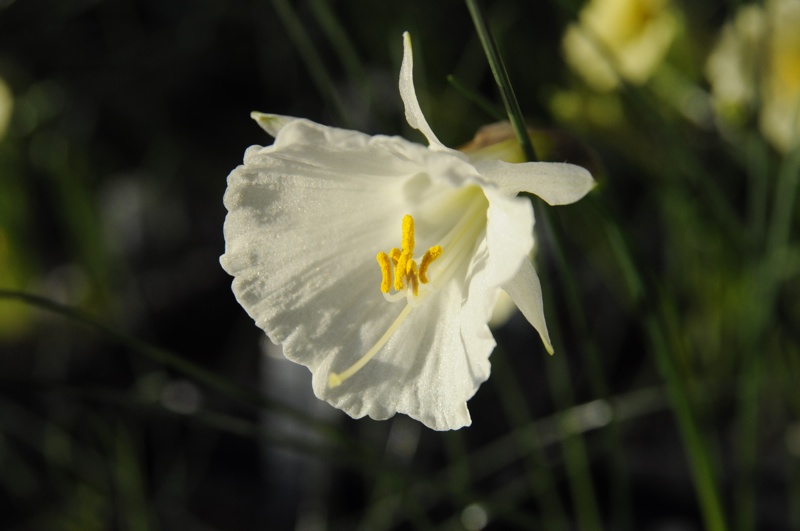 Narcissus romieuxii v zaianicus lutescens x cantabricus SF 161