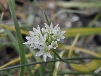 Allium diabloenseruk
