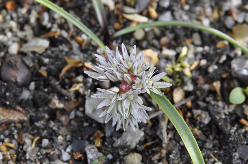 Allium tribacteatum