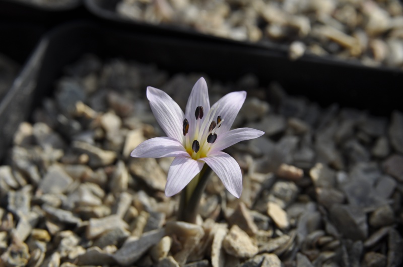 Colchicum cupanii KS