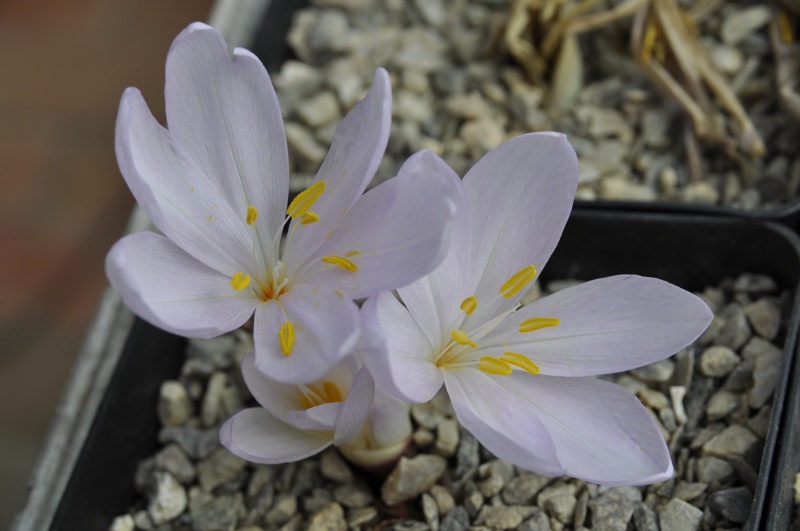 Colchicum decasnei