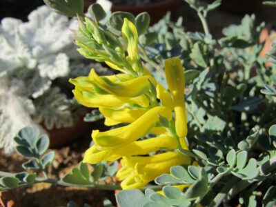 Corydalis wilsonii