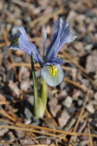 Iris sophenensis x danfordiae 'Dance On'