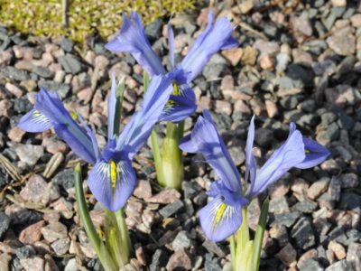 Iris sophenensis x danfordiae 'Deep Blue Sea'