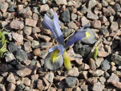 Iris sophenensis x danfordiae 'Evening Twilight'