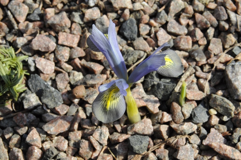 Iris sophenensis x danfordiae 'Evening Twilight'