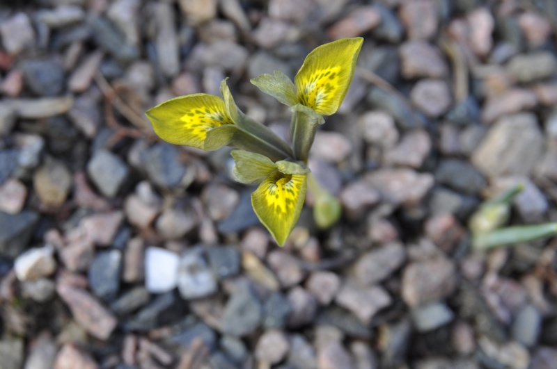 Iris sophenensis x danfordiae 'Passion'