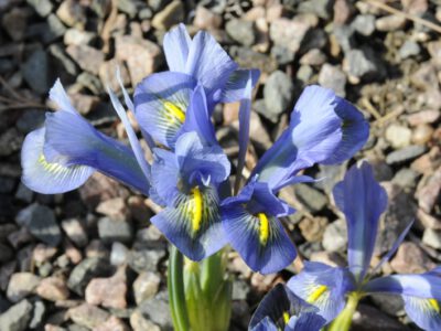 Iris sophenensis x danfordiae 'Vivacious Beginnings'