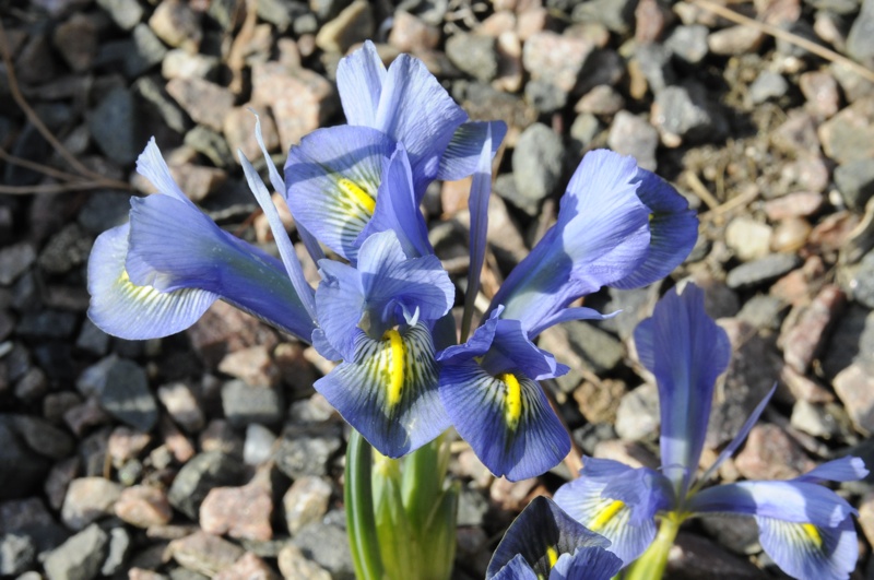 Iris sophenensis x danfordiae 'Vivacious Beginnings'