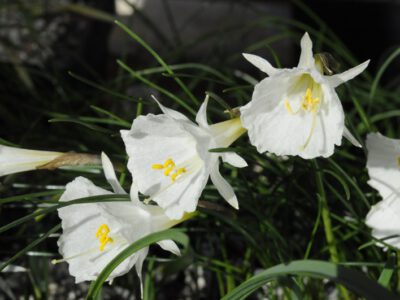 Narcissus romieuxii v zaianicus