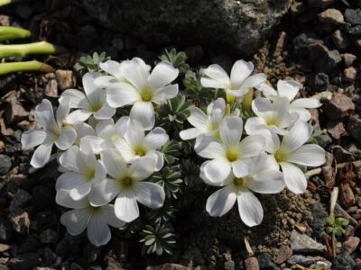 Oxalis adenophylla Catedral 04 2