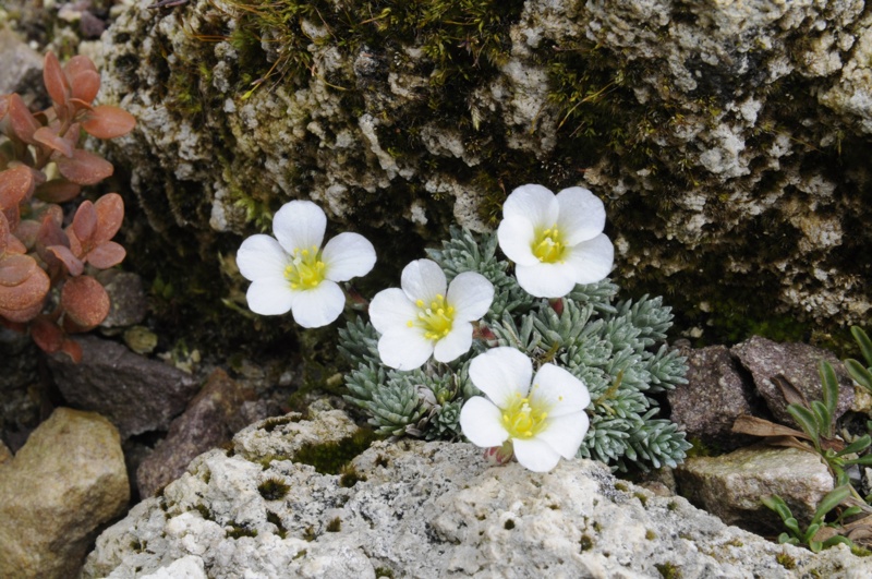 Saxifraga 'Saskia'