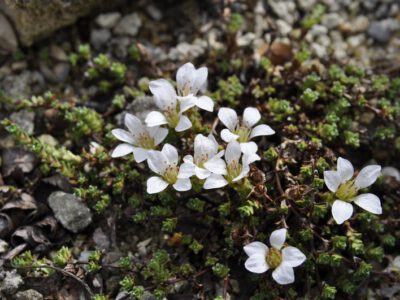 Saxifraga oppositifolia alba