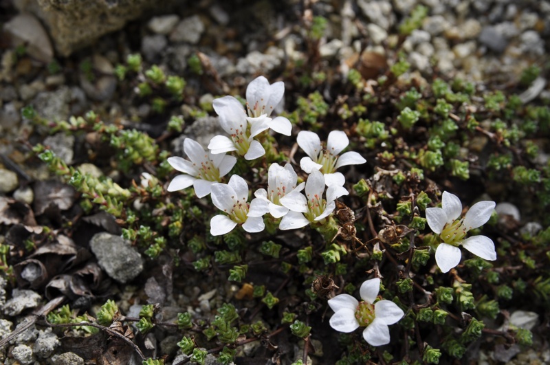 Saxifraga oppositifolia alba