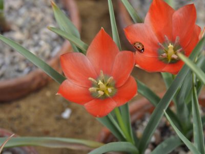 Tulipa batalini 'Red Jewel'