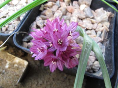 Allium oreophilum 'Sulev's Dwarf'