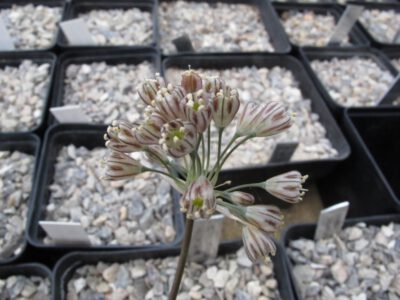 Allium tardans