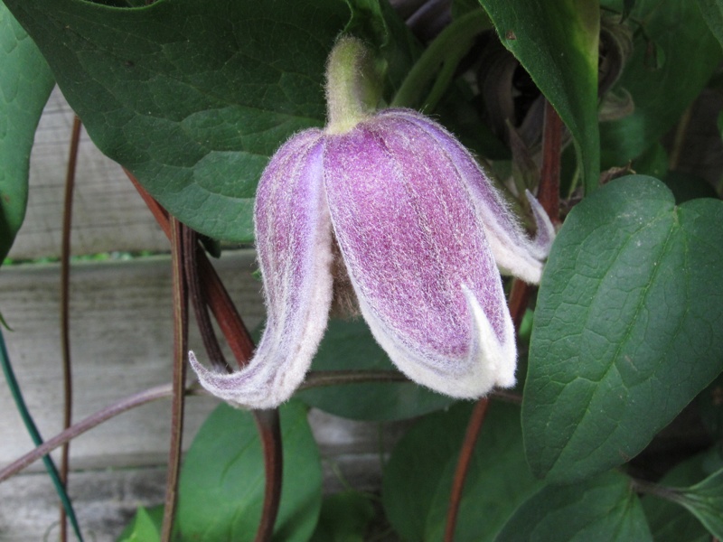 Clematis fusca Bot. art.