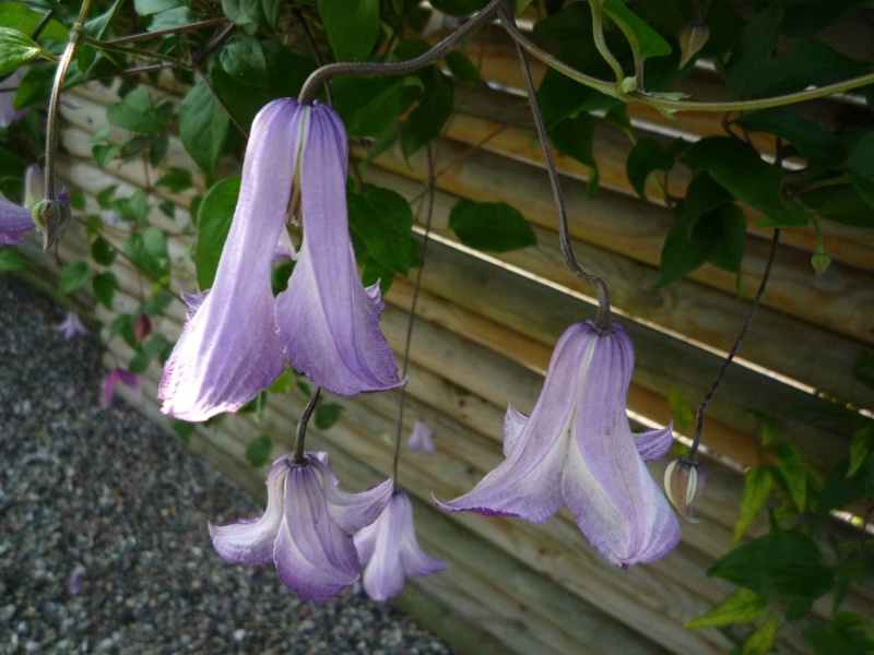 Clematis texensis x 'Radiance'