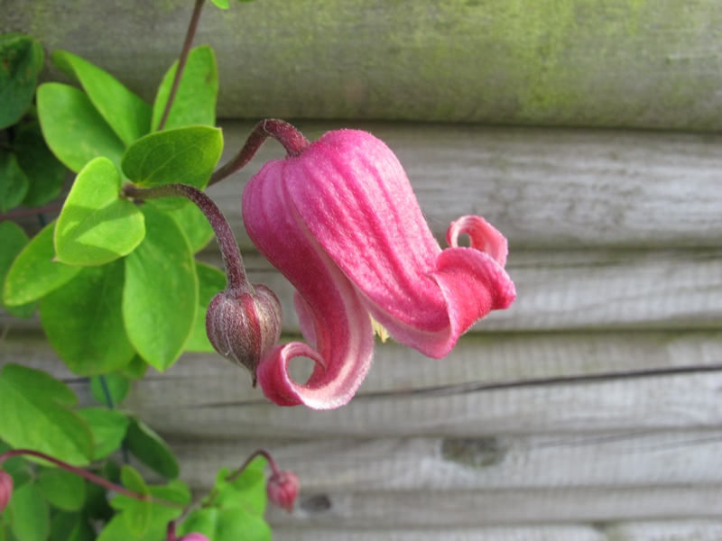 Clematis viorna 'Peveril Peach'