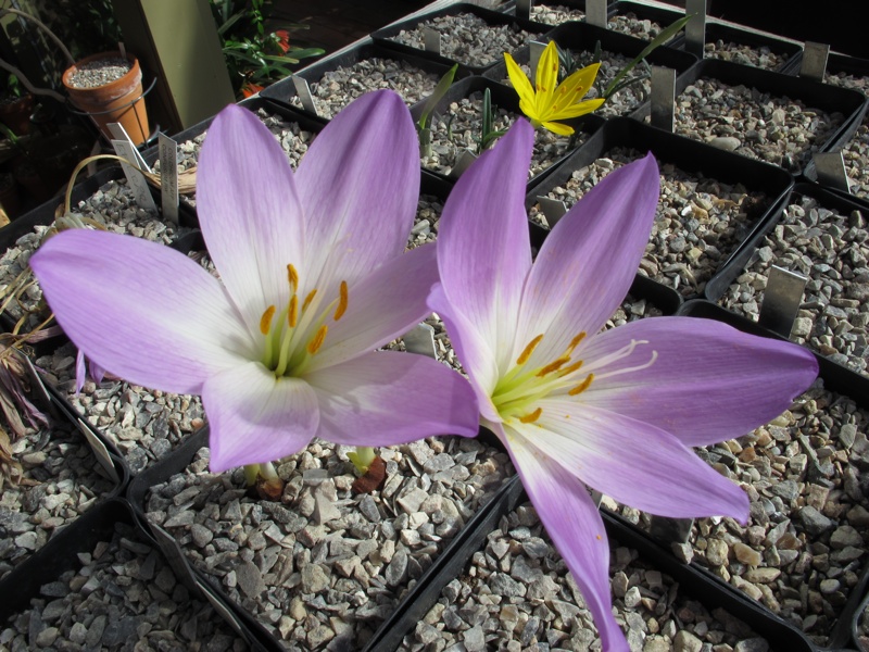 Colchicum borisii