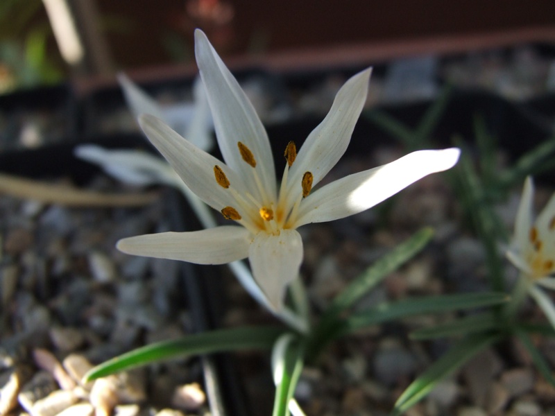 Colchicum chimonanthum