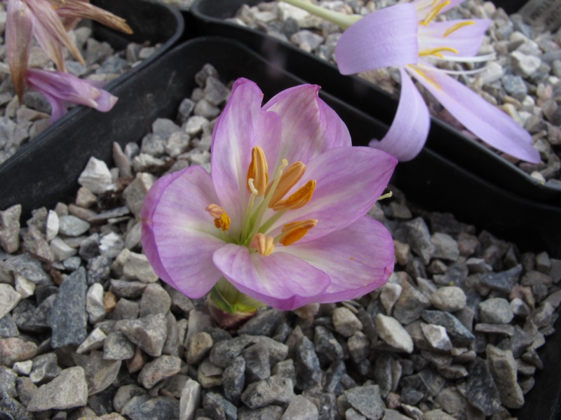 Colchicum cilicicum HKEP 9305