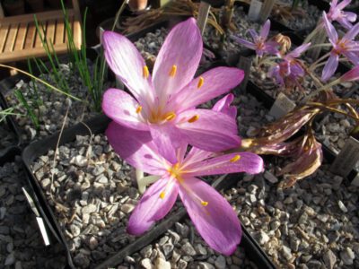 Colchicum cilicicum