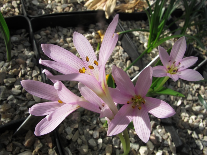 Colchicum coustuieri