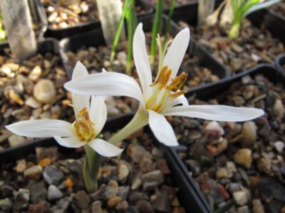 Colchicum leptanthum