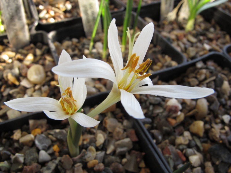 Colchicum leptanthum