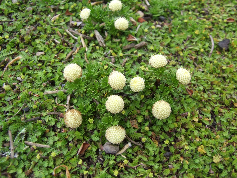 Cotula atrata v wilcoxii