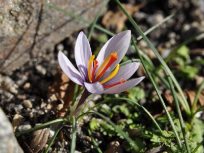 Crocus cartwrightianus v creticus